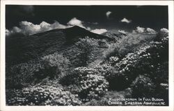 Rhododendron in Full Bloom, Craggy Gardens Postcard