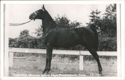 Tennessee Walking Horse from Rogersville Postcard Postcard Postcard