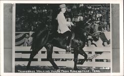 Tennessee Walking Horse from Rogersville Postcard Postcard Postcard