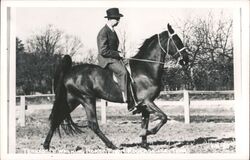 Tennessee Walking Horse from Rogersville Postcard Postcard Postcard