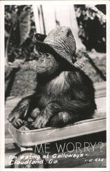 Chimpanzee in a wagon wearing a straw hat Cloudland, GA Postcard Postcard Postcard