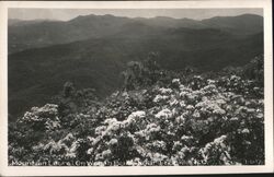 Mountain Laurel on Wayah Bald, near Franklin, NC North Carolina Postcard Postcard Postcard