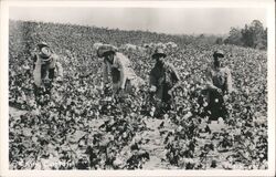 Picking Cotton - African American Farm Workers Black Americana Postcard Postcard Postcard