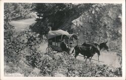 Early Days Covered Wagon Pulled by Two Mules Cowboy Western Postcard Postcard Postcard