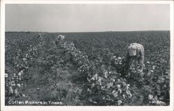 Cotton Pickers in Field, Texas Postcard