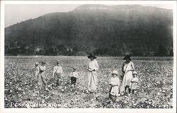 Picking Cotton in Dixie Postcard