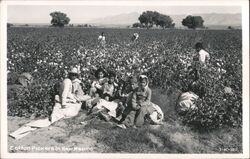 Cotton Pickers in New Mexico Postcard