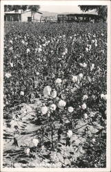 Cotton Field in New Mexico Postcard