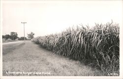 Louisiana Sugar Cane Field Postcard