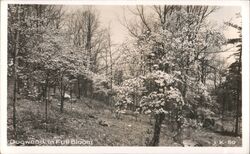 Dogwood in Full Bloom Trees Postcard Postcard Postcard