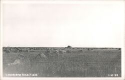 Louisiana Rice Field Postcard