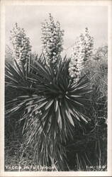 Yucca in Full Bloom Postcard