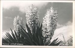 Yucca in Full Bloom Cactus & Desert Plants Postcard Postcard Postcard