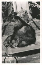 Chimpanzee in Wagon Wearing a Straw Hat Postcard