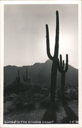 Arizona Desert Sunset with Saguaro Cacti Postcard