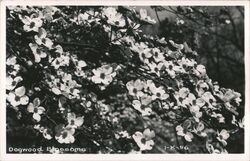 Dogwood Blossoms Trees Postcard Postcard Postcard