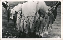 String of Fish, Fishing Is Good Here Postcard Postcard Postcard