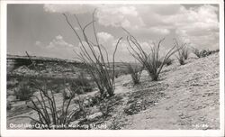 Ocotillo (The Devil's Walking Stick) Postcard