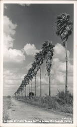 Row of Palm Trees, Lower Rio Grande Valley Texas Postcard Postcard Postcard