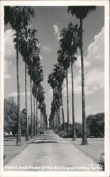 Palm Tree Lined Road, Rio Grande Valley, Texas Postcard Postcard Postcard