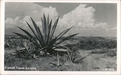 Large Century Plant Agave Cactus in West Texas Landscape Postcard Postcard Postcard