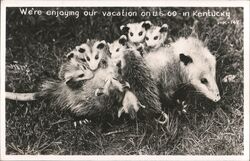 Opossum Family on US 60 Kentucky Postcard Postcard Postcard