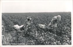 Picking Texas Cotton, Two People with Large Sacks Postcard Postcard Postcard