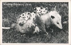 Opossum Family Traveling US 90 Postcard Postcard Postcard