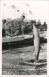 Feeding Trained Porpoise by Mouth at Sea Zoo Postcard