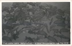 Fish Underwater, Nature's Giant Fish Bowl Homosassa Springs, FL Postcard Postcard Postcard