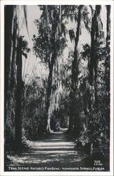 Nature's Fishbowl Trail Scene, Homosassa Springs Postcard