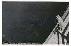 Feeding Fish at Nature's Fishbowl, Homosassa Springs Postcard