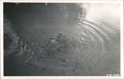 Fish Swimming in Pond, Real Photo Postcard Postcard