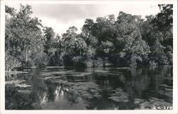 Florida Scenic River Landscape with Trees and Spanish Moss Postcard