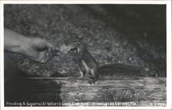 Feeding Squirrel at Nature's Giant Fish Bowl Postcard