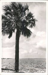 Vintage Lake Monroe Palm Tree Sanford Florida Postcard Postcard Postcard