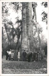 The Big Tree, Oldest Cypress, Between Sanford and Orlando, Florida Longwood, FL Postcard Postcard Postcard