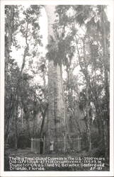 Big Tree, Oldest Cypress, Between Sanford and Orlando, Florida Longwood, FL Postcard Postcard Postcard