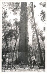 Big Tree, Oldest Cypress, Between Sanford and Orlando, Florida Longwood, FL Postcard Postcard Postcard