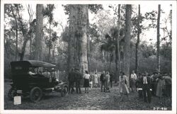 Model T, Senator Fletcher at Big Cypress Tree, Florida Postcard