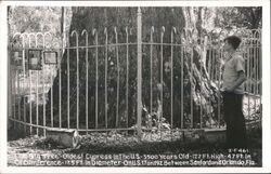 The Big Tree, Oldest Cypress, Between Sanford and Orlando, Florida Postcard