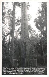 The Big Tree, Oldest Cypress, Between Sanford and Orlando, Florida Postcard