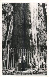 The Big Tree, Oldest Cypress, Sanford & Orlando FL Postcard