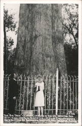 "The Big Tree" Oldest Cypress, Sanford & Orlando, Florida Postcard