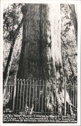 The Big Tree, Oldest Cypress, Sanford, Florida Postcard