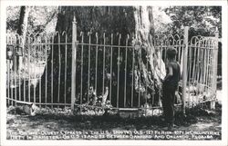 The Big Tree, Oldest Cypress, Between Sanford and Orlando, Florida Postcard