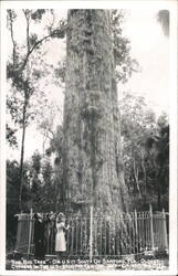 The Big Tree, Oldest Cypress, Sanford, Florida Postcard