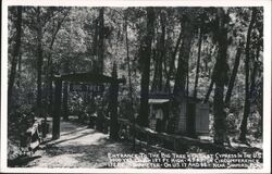 Big Tree, Oldest Cypress, Near Sanford, Florida Postcard