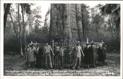 The Big Tree, Oldest Cypress, US 17 & 92, Sanford & Orlando, FL Postcard