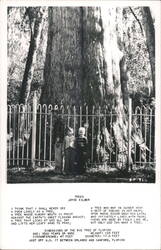 The Big Tree, Senator, near Orlando, Florida Postcard